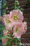 Stokroos (Alcea rosea)