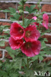 Hollyhock (Alcea rosea)