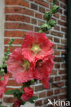 Stokroos (Alcea rosea)