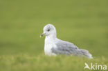 Stormmeeuw (Larus canus)