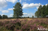 Heather