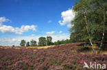 Heather
