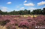 Struikheide