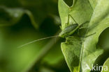 Speckled Bush-cricket (Leptophyes punctatissima)