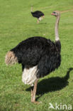 Ostrich (Struthio camelus)