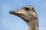 Ostrich (Struthio camelus)