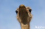 Ostrich (Struthio camelus)