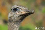 Ostrich (Struthio camelus)