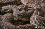 Western Diamondback Rattlesnake (Crotalus atrox)