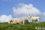 Domestic Texel sheep (Ovis aries)