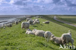 Domestic Texel sheep (Ovis aries)