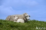 Domestic Texel sheep (Ovis aries)