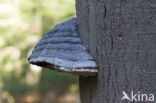 Tonderzwam (Ganoderma spec.)