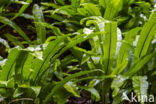 Tongvaren (Asplenium scolopendrium)