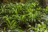 Tongvaren (Asplenium scolopendrium)