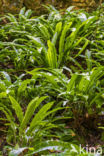 Tongvaren (Asplenium scolopendrium)