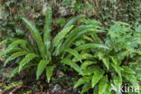 Tongvaren (Asplenium scolopendrium)