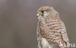 Common Kestrel (Falco tinnunculus)