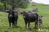 Tudanca cow (Bos domesticus)