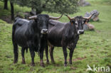 Tudanca cow (Bos domesticus)
