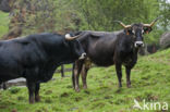 Tudanca cow (Bos domesticus)