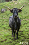 Tudanca koe (Bos domesticus)