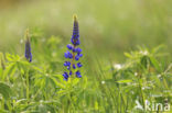 Garden Lupin (Lupinus polyphyllus)