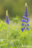 Garden Lupin (Lupinus polyphyllus)