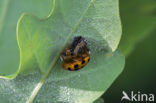 Veelkleurig aziatisch lieveheersbeestje (Harmonia axyridis)