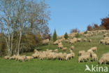 Veluws heideschaap (Ovis domesticus)