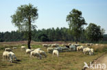 Veluws heideschaap (Ovis domesticus)