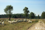 Veluws heideschaap (Ovis domesticus)