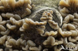 Auricularia mesenterica