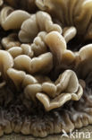 Auricularia mesenterica