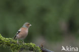 Vink (Fringilla coelebs)