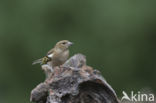 Chaffinch (Fringilla coelebs)