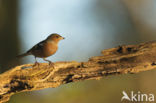 Chaffinch (Fringilla coelebs)