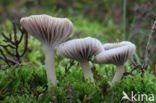 Violetgrijze wasplaat (Hygrocybe lacmus)