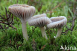 Violetgrijze wasplaat (Hygrocybe lacmus)