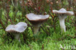 Violetgrijze wasplaat (Hygrocybe lacmus)