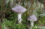 Hygrocybe lacmus