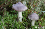 Violetgrijze wasplaat (Hygrocybe lacmus)