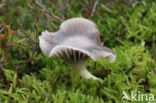 Hygrocybe lacmus