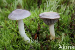 Hygrocybe lacmus