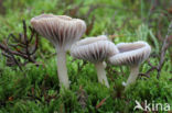 Violetgrijze wasplaat (Hygrocybe lacmus)