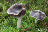 Hygrocybe lacmus