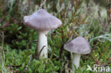 Hygrocybe lacmus