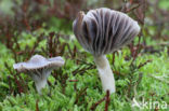 Violetgrijze wasplaat (Hygrocybe lacmus)