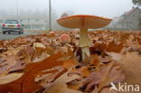 Fly agaric (Amanita muscaria)