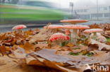 Fly agaric (Amanita muscaria)